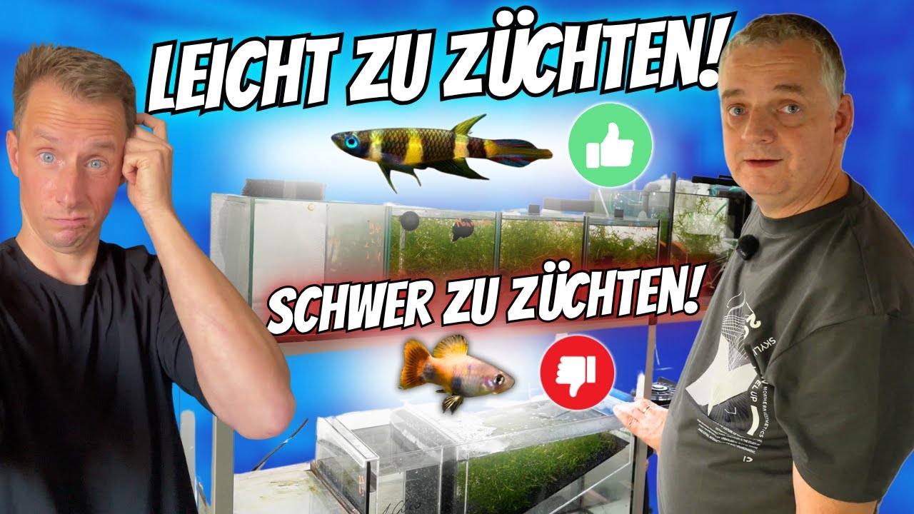 So einfach züchtet man Ringelhechtlinge | Christian Vetter