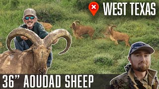 36 Giant Aoudad Sheep, West Texas Wildlifers