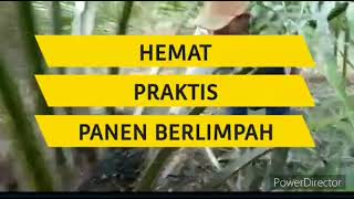 Cara mengaplikasikan pupuk PATEN GOLD pd sawit dewasa & buahnya kecil2 serta sawit bermasalah