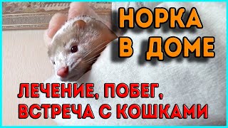 НОРКА В ДОМЕ / ЛЕЧЕНИЕ, ПЕРЕЕЗД, АДАПТАЦИЯ, ВСТРЕЧА С КОШКАМИ, НОВЫЙ ПОБЕГ