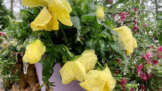 Caring for Freeze-Damaged Plants