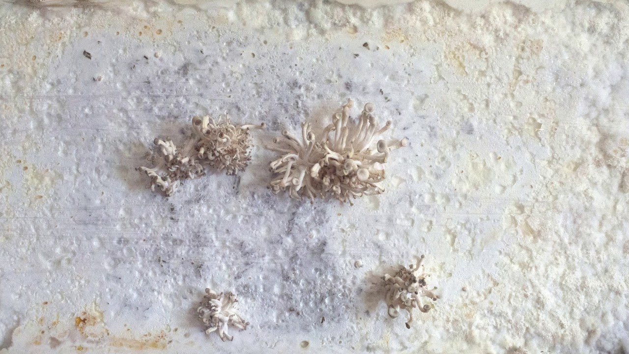 Cardboard Mycelium Panels by © Critical Concrete