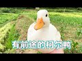 Koer Duck mastered Bai Piao's password at an early age and followed me closely. It really had a fut