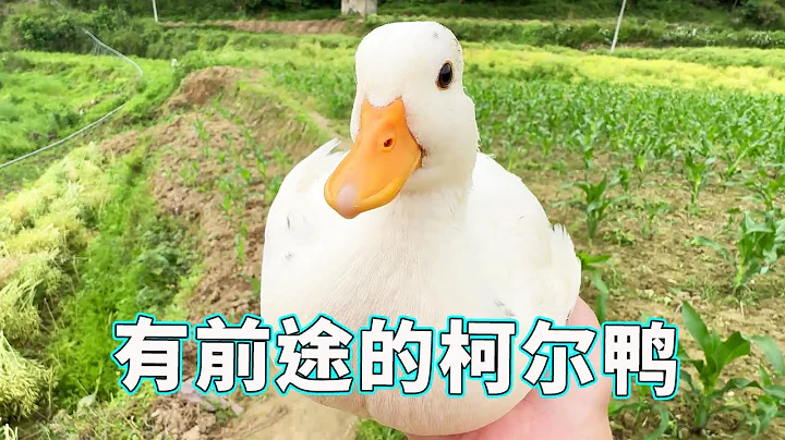 Koer Duck mastered Bai Piao's password at an early age and followed me closely. It really had a fut - DayDayNews