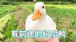 Koer Duck mastered Bai Piao's password at an early age and followed me closely. It really had a fut