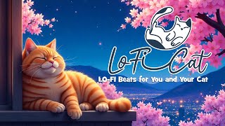 Cat Harmony - LoFi Room Beats