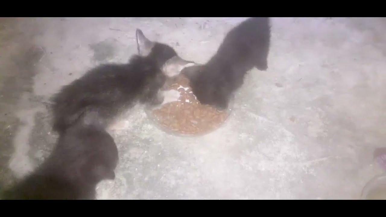 MEMBERI MAKAN ANAK KUCING YouTube