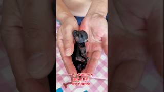 Rottweiler Dog Love 🐶😇🐕#labrador #shorts #dogbreed #short#dog screenshot 3