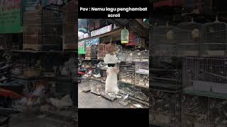 auto jadi my music favorit gue 🗿 #kucing #cat #memes #kucinglucu #kicaumania #shorts
