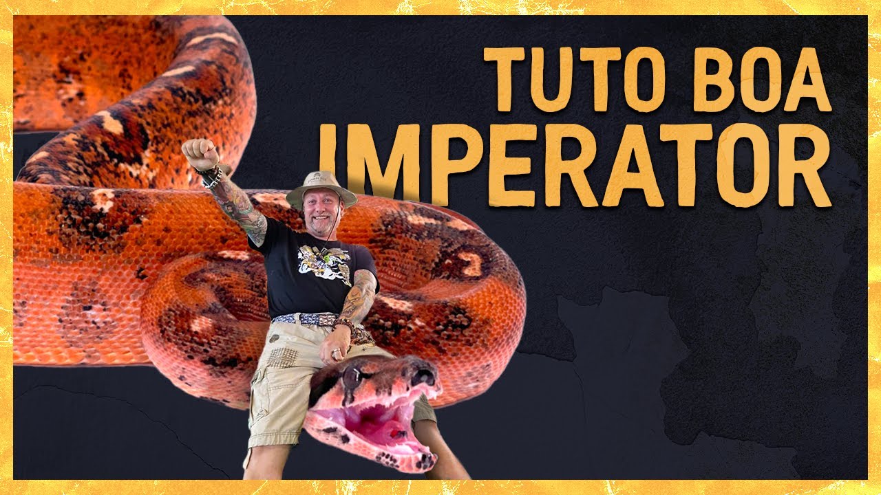 Tuto Boa imperator