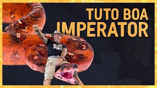 Tuto Boa imperator