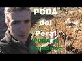 La poda del Peral. Poda de formación.