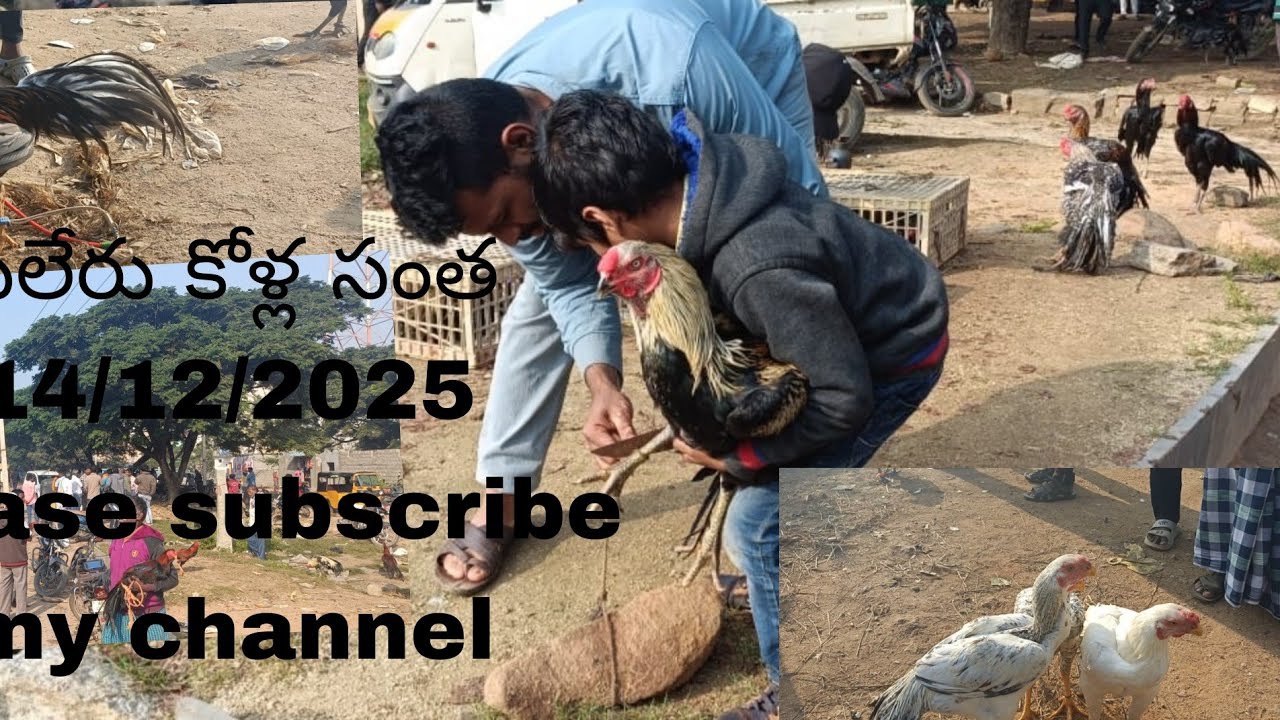 పీలేరు కోళ్ల సంత 14/12/2025(ఆదివారం)