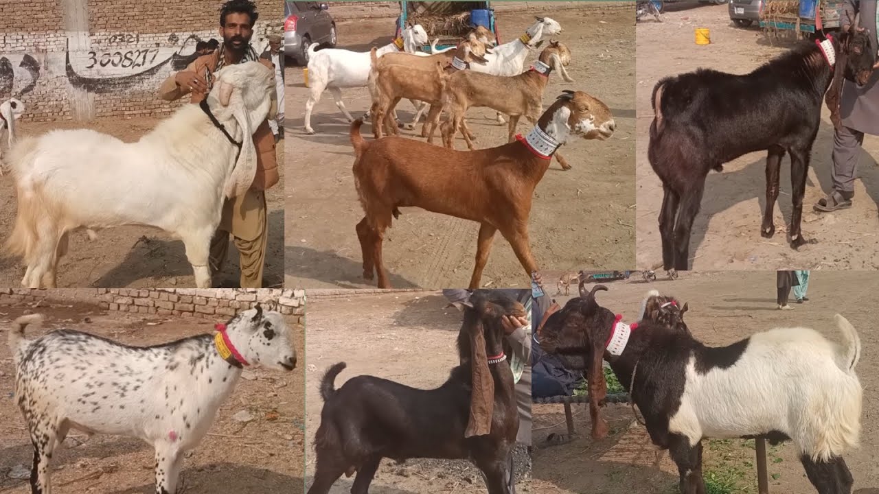 Beautiful Goat breeds