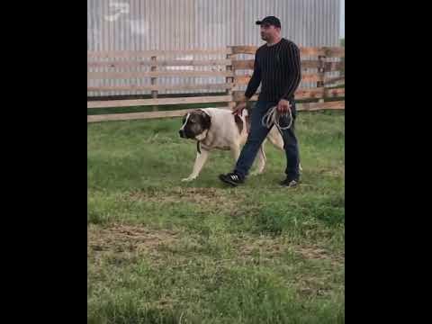 Джигит 2 Ушастик Легендарный со своим хозяином Адемеем! - YouTube