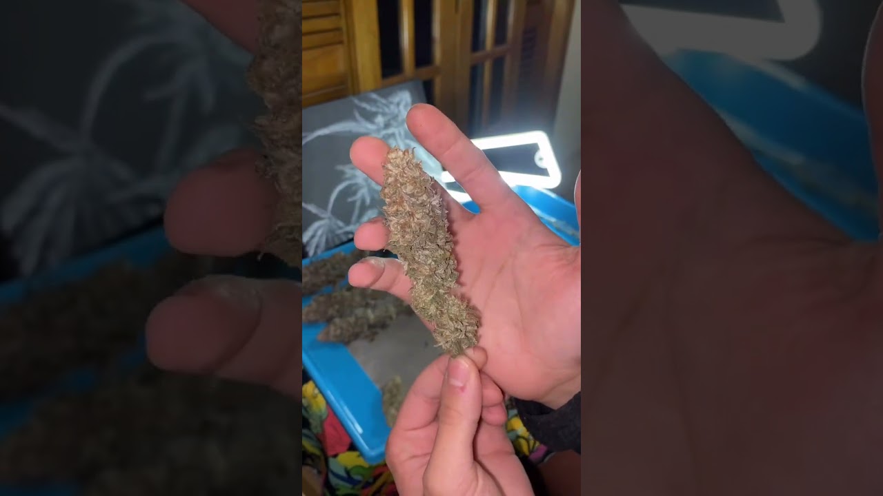 Gelato - Pyramid Seeds - Organic Soil