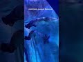 #aquarium #undertunnel # #shorts #trending #youtubeshorts #shortvideo #bangalore #short #trend