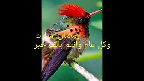 شهر رمضان الذي أنزل فيه القرآن (تلاوة خاشعة لياسر الدوسري)