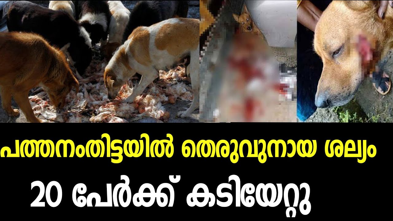 stray-dog-attack-in-pathanamthitta-news-kerala-online-youtube