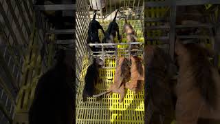 Tại sao Chó Phú Quốc lại khó nuôi #shorts