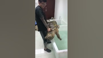 Rùa cá sấu khổng lồ - Giant alligator snapping turtle