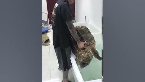 Rùa cá sấu khổng lồ - Giant alligator snapping turtle