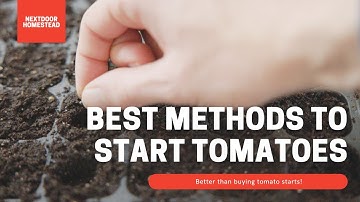 How to Start Tomato Seeds | Detailed Step-by-Step Guide for Beginners