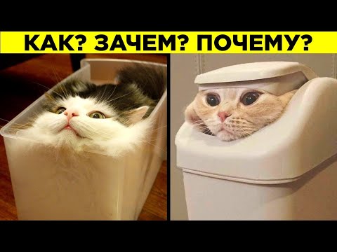 Видео: 10 причин, почему кошки удивительны