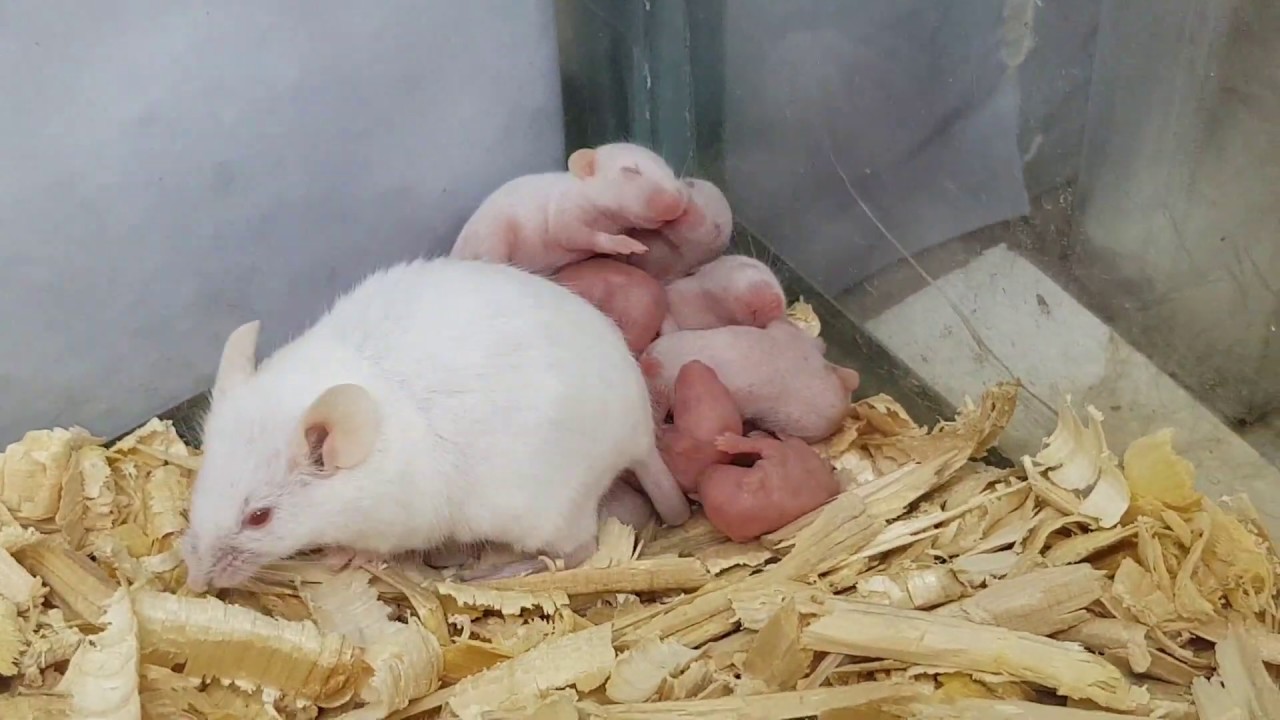 baby white mice