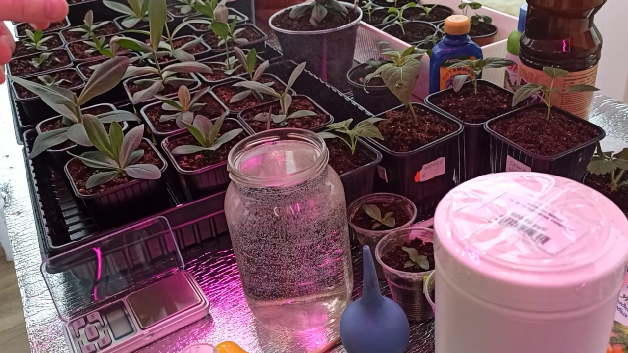 Эустома удобрение. Подкормка для эустомы гарден. Подкормка эустомы после всходов. Полив рассады эустомы. Высадка рассады в грунт.