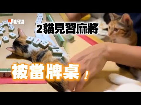 麻將觀戰被當牌桌 2貓睡著擺滿身：太無聊啦｜寵物｜貓咪｜三花貓｜精選影片