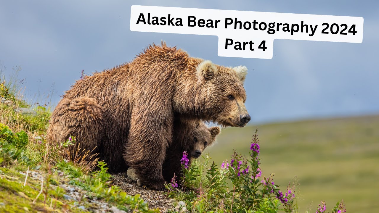 Photographing Brown Bears in Wild Alaska, Part 4. The end of an AMAZING ...