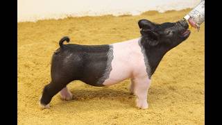 41-2 Cross Gilt