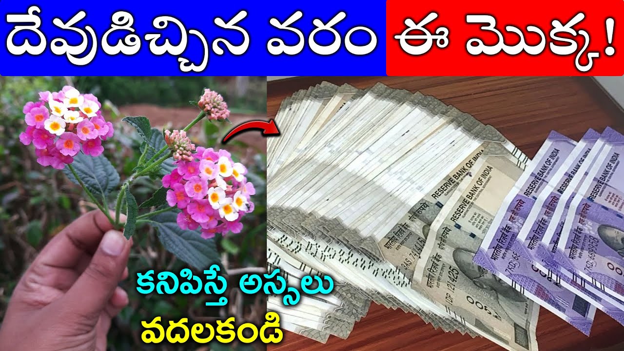 దేవుడిచ్చిన వరం ఈ మొక్క!కనిపిస్తే అస్సలు వదలకండి