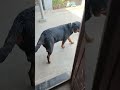Judo Rani