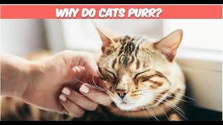 Purrfectly Explained: Why Do Cats Purr?