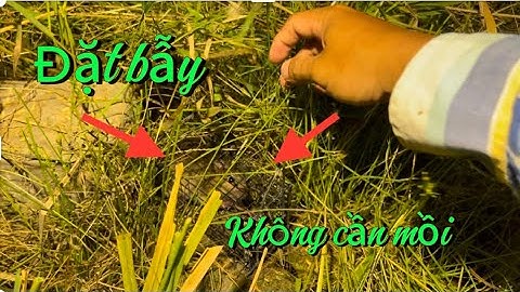 Độc Đáo Cách Đặt Bẫy Chuột Không Cần Mồi Mà Vẫn Dính Được Rất Nhiều Chuột | miền quê Tiền Giang