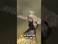 Why This Bird Is Called The Cactus Killer Why This Bird Is Called The Cactus Killer