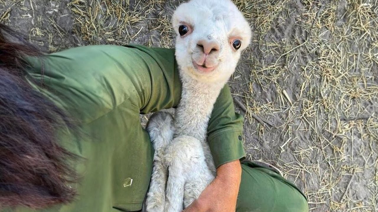 The FUNNIEST Animal Videos of 2023! 🤣 It's Hard Not to Laugh The FUNNIEST Animal Videos of 2023! 🤣 It's Hard Not to Laugh