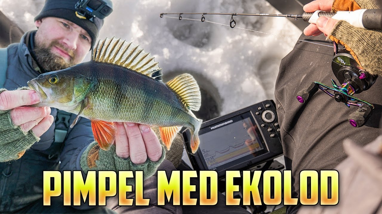 Pimpelfiske med Ekolod – Så Fångar du Mer Abborre på Isen!