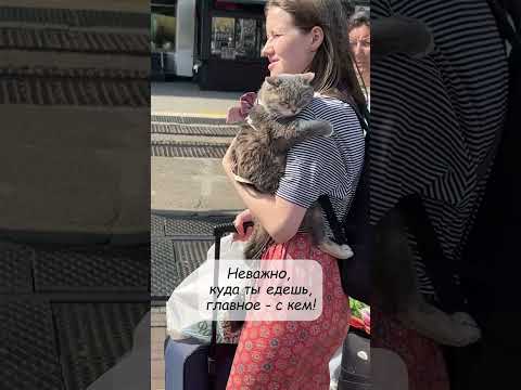 Неважно, куда ты едешь, главное - с кем! #shorts #trip #cat #cute