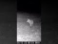 LIS 🦊 w nocy #fotopułapka #fox #las #dzikiezwierzęta #nightvision #wildanimals