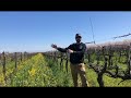 Cover Cropping in a Raisin Vineyard with Steven Cardoza