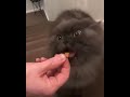 Cat hears treat bag