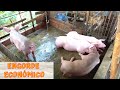 Cómo engordar cerdos A BAJO COSTO 🐷🍲| Pequeños Productores