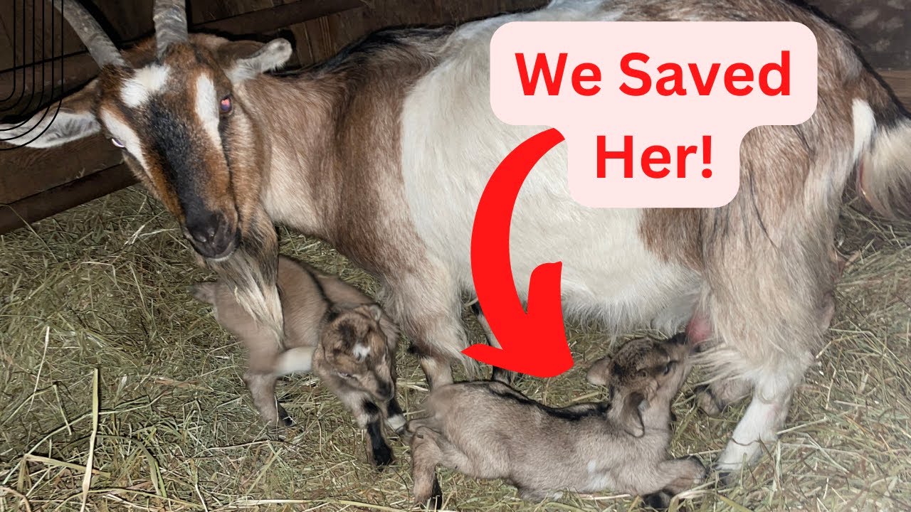 Watch This Shocking Baby Goat Birth Story That We Just Barely Saved