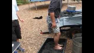 Fountainview Vineyards, Petaluma, California - Crushing the grapes by adult foot!