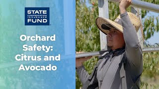 Orchard Safety - Citrus and Avocado