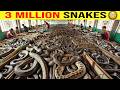 Inside China’s Snake Farms: How Deadly Venom Becomes a Million-Dollar Industry 🐍💰