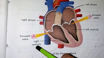 Class 4 | Science | Unit 2 | Page 9 | Our circulatory system | By Excel School